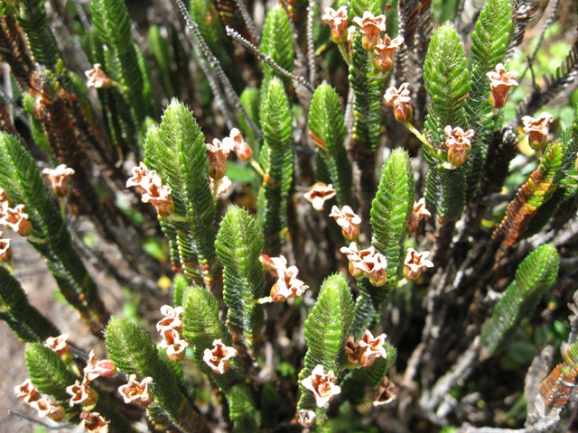 Cassiope fastigiata